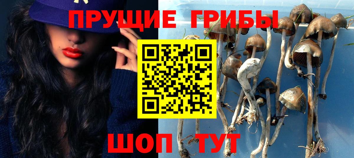 где можно купить   Галлюциногенные грибы Psilocybe  Вход с VPN  Махачкала 